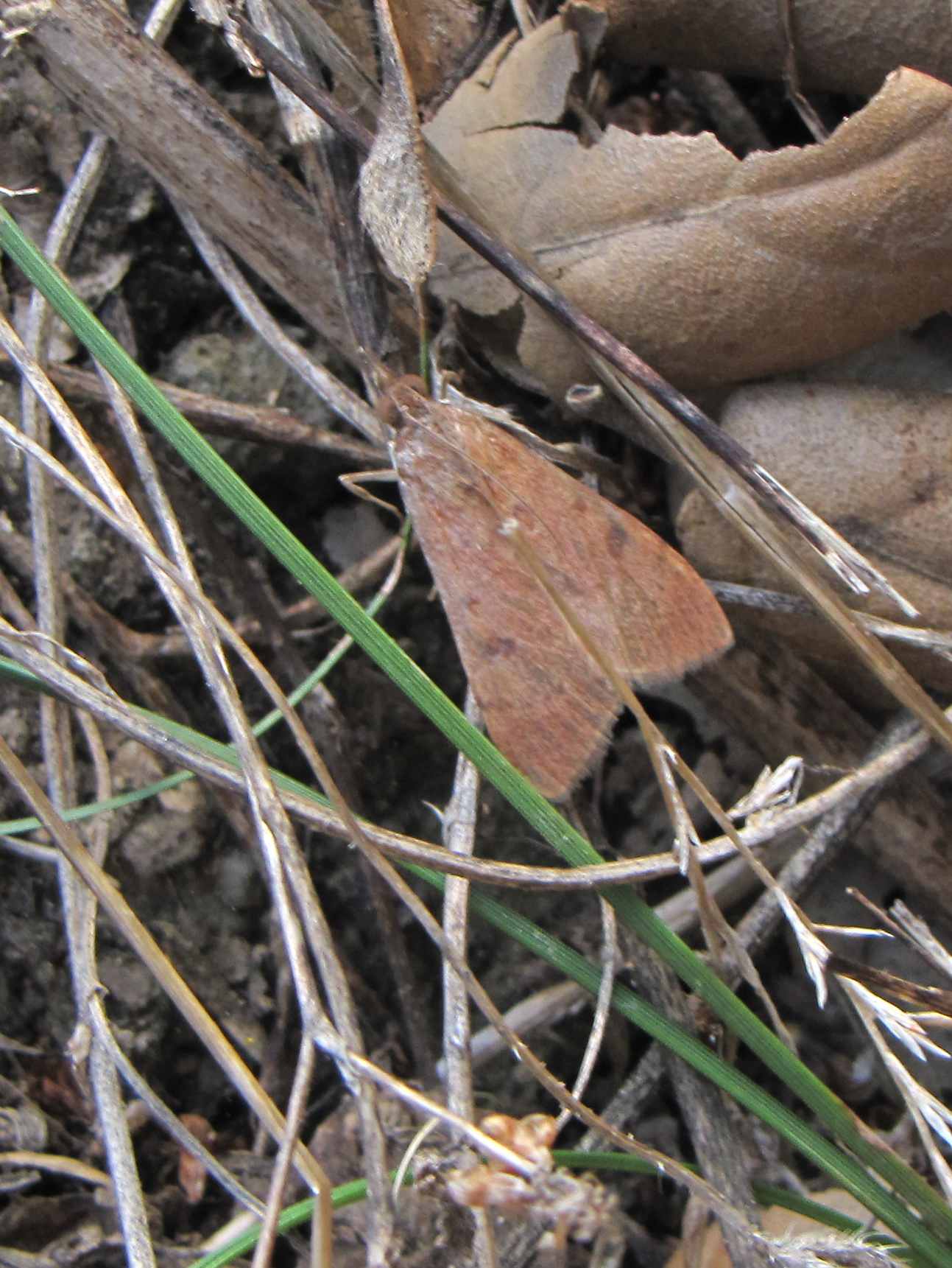 falena - Uresiphita gilvata